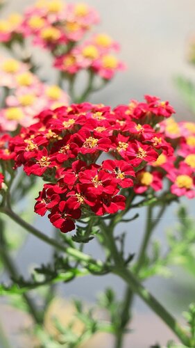 Rote Blume HEV_181446_177063.jpg