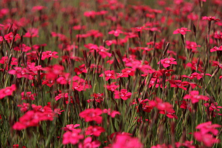 Blumenfeld mit roten Blüten