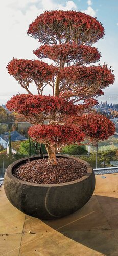 Baum in einem Topf HEV_79343_79489.jpg