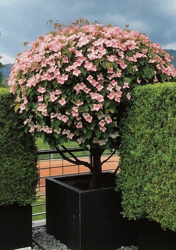 Baum mit Blüten. HEV_79343_79516.jpg