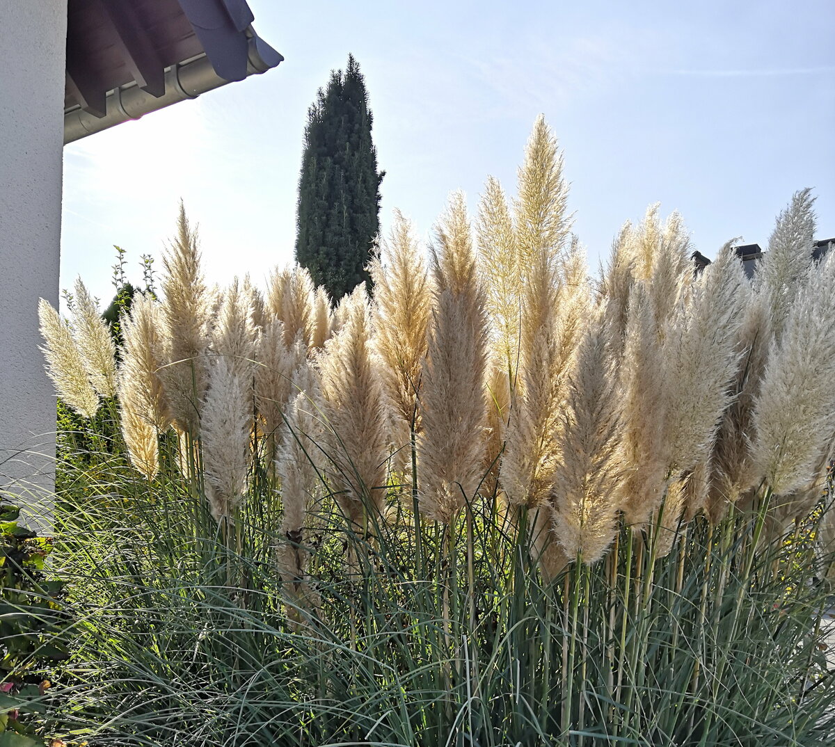 Solitärpflanzen setzen Akzente Der Hauseigentümer Fachzeitung für