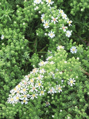 Weisse Blüten HEV_257935_255683.jpg