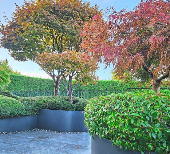 Bäume in runden Töpfen. HEV_79343_77928.jpg