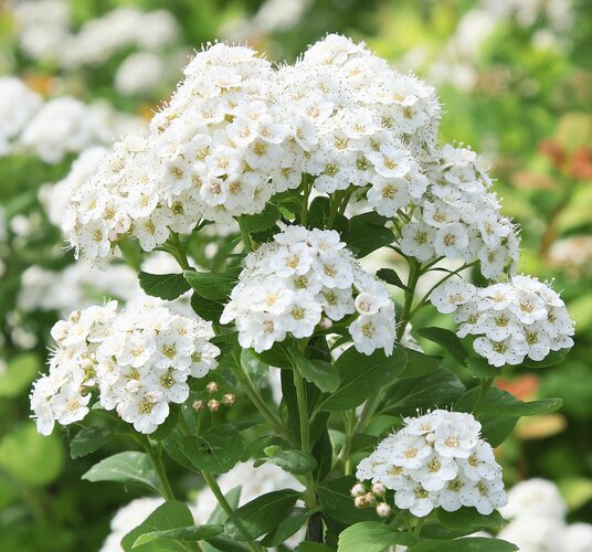Weisse Blüten HEV_257935_255687.jpg