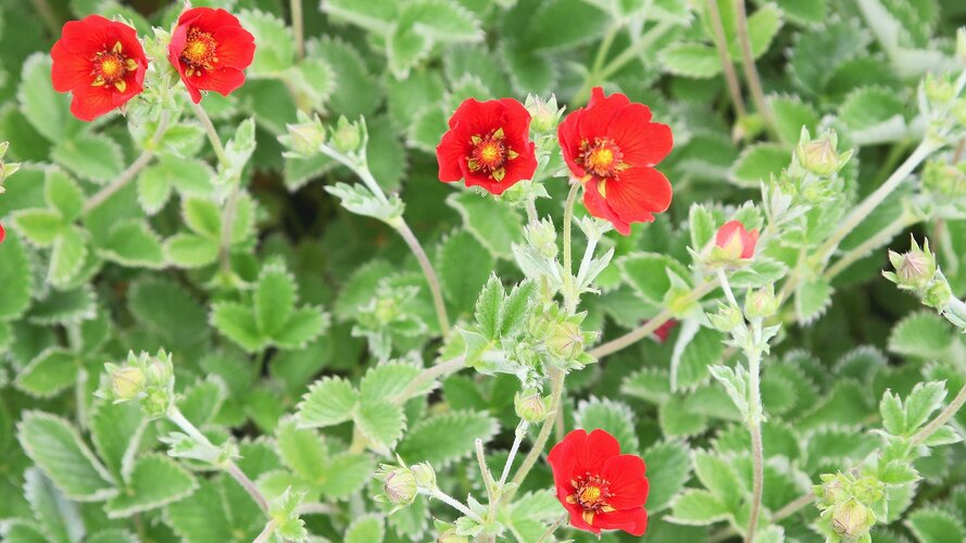 Schöne rote Blüte HEV_181446_177067.jpg