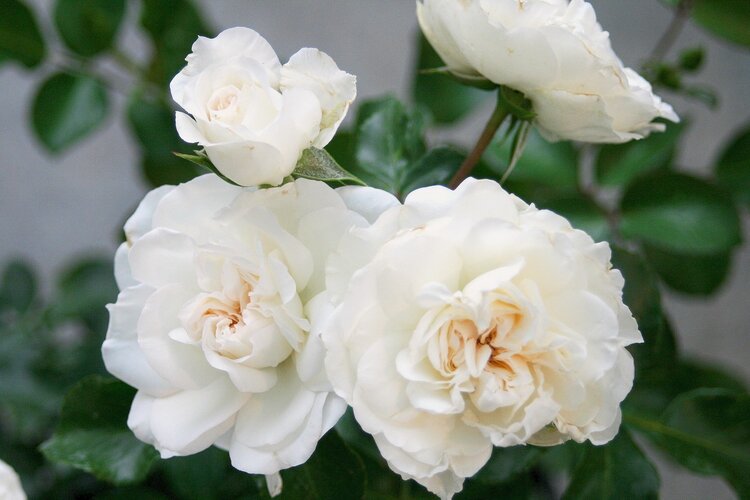 Weisse Blüten HEV_181446_177051.jpg